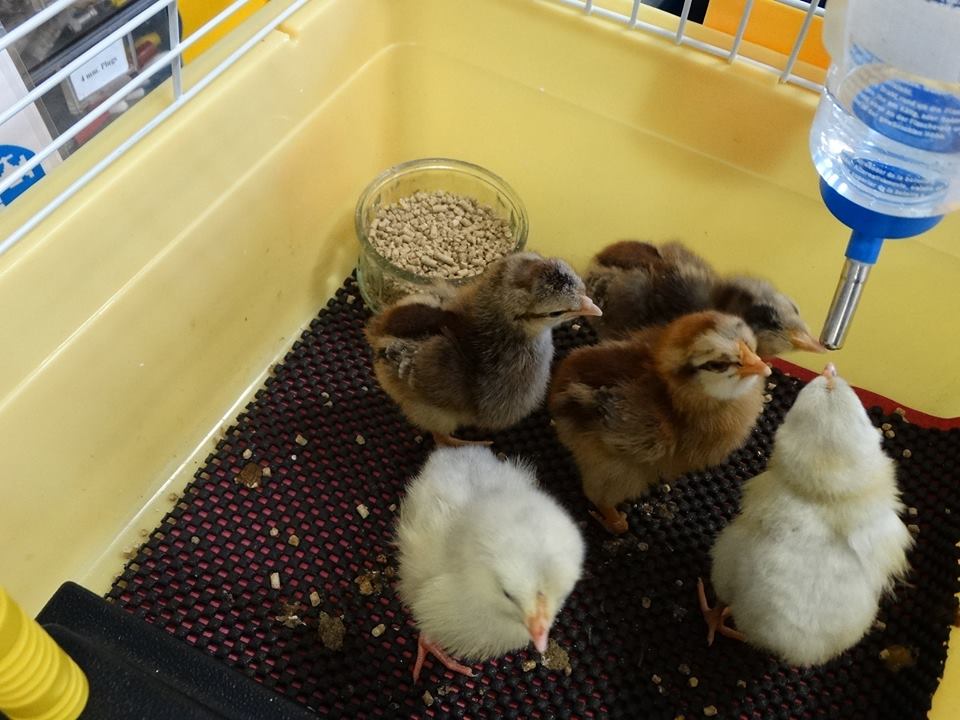   incubation project