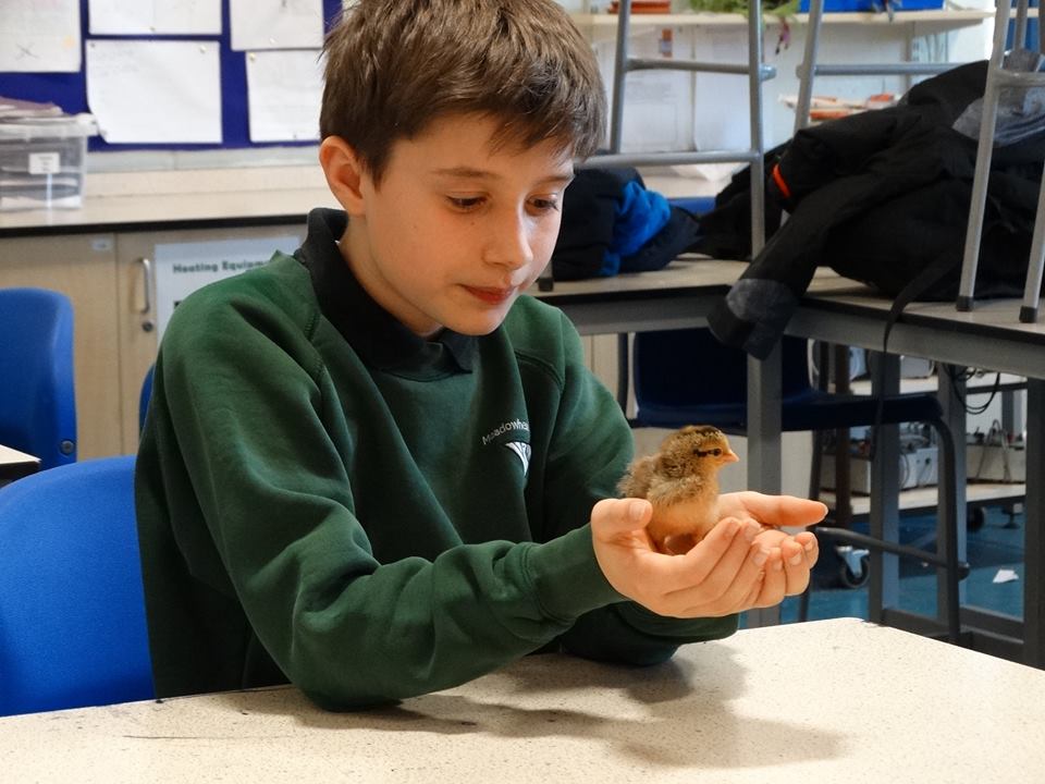   incubation project