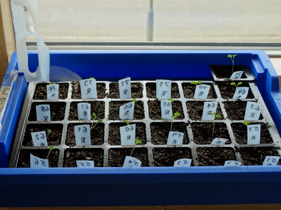   rocket seeds experiment
