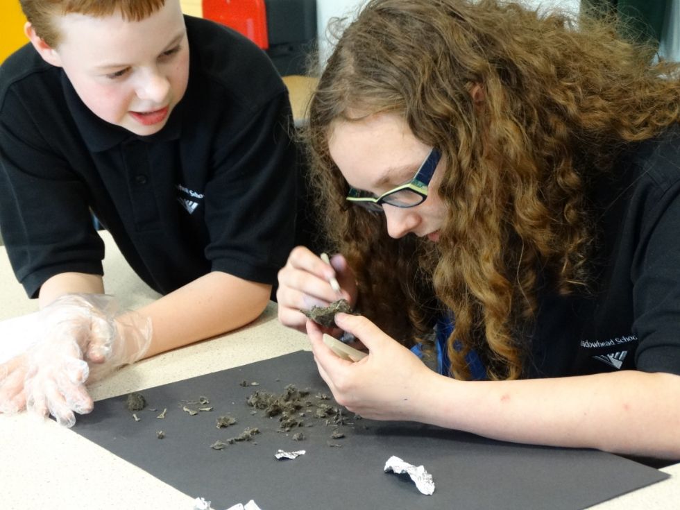  owl pellet dissection