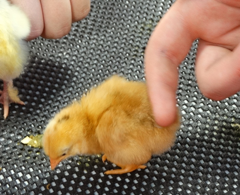 eggucation