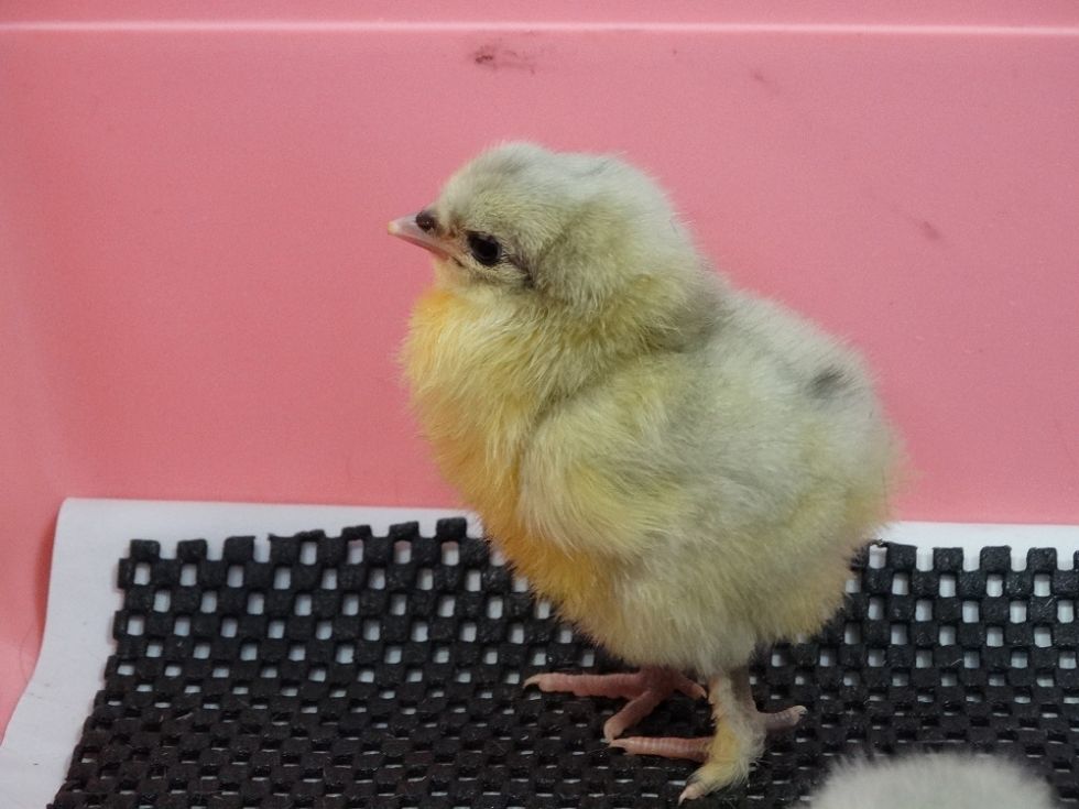 eggucation