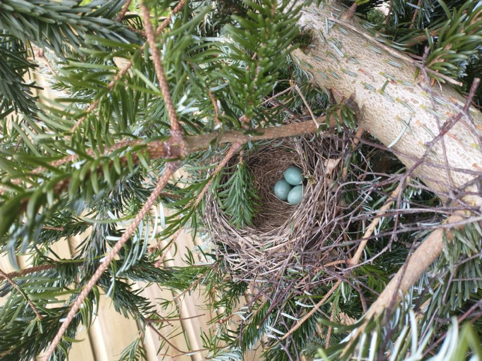 blackbird nest