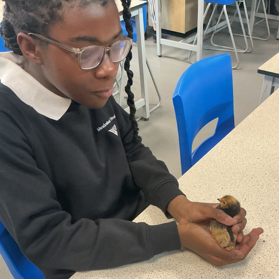student handles a chick in stem club