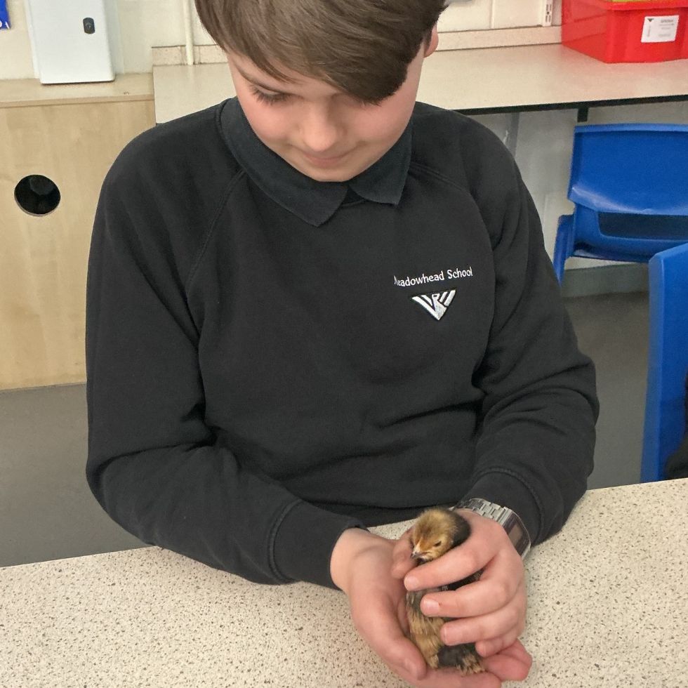 student handles a chick in stem club
