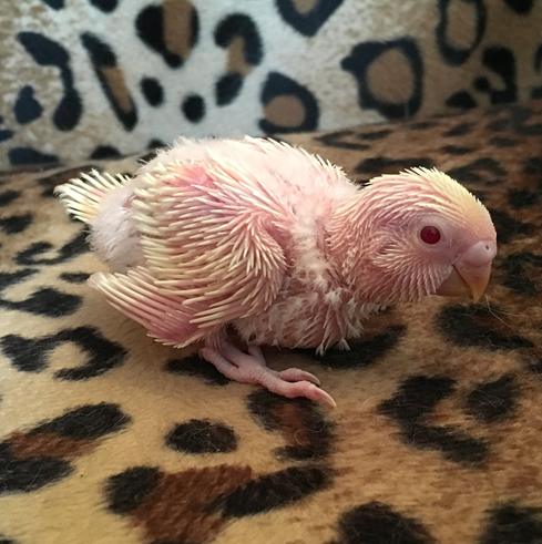 budgie chick