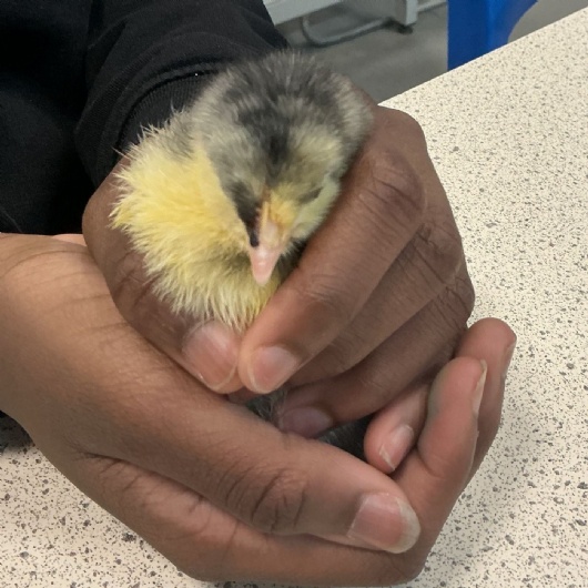 student handles a chick in stem club